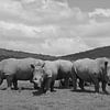 Photographie des rhinocéros d'Afrique du Sud en noir et blanc sur My Footprints