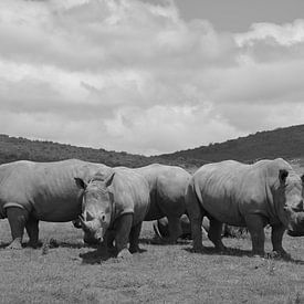 Zuid-Afrikaanse neushoorns zwart wit fotografie van My Footprints