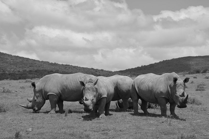 Photographie des rhinocéros d'Afrique du Sud en noir et blanc par My Footprints