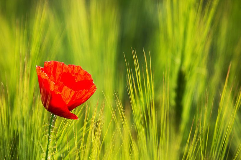 A poppy blossom on the meadow by Frank Herrmann