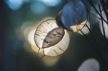 Festival des natürlichen Lichts, silberne Blätter im natürlichen Tageslicht von Byroosmarijn