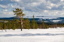 Forêts claires sur le plateau du parc national de Fulufjälett en Suède sur Leo Schindzielorz