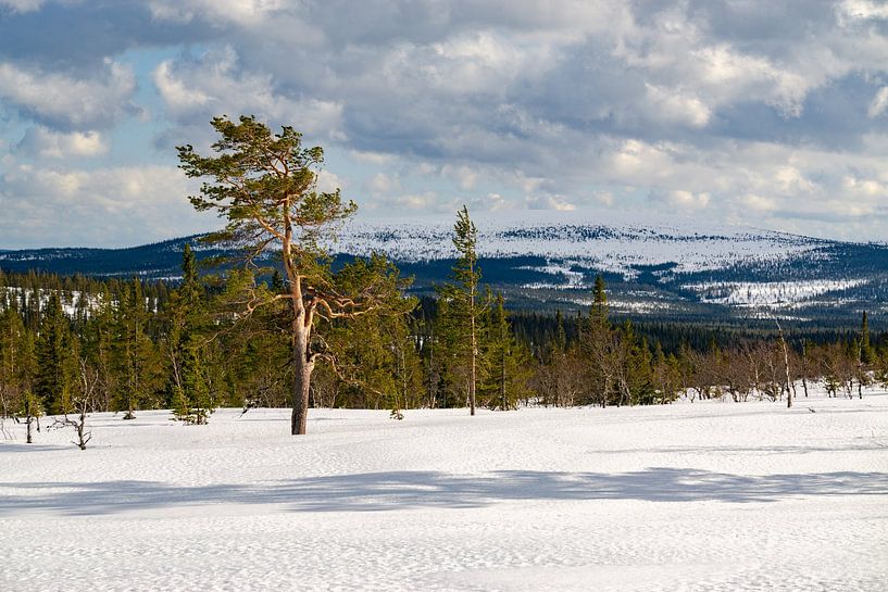 Light forests on the plateau to Fulufjälett National Park in Sweden by Leo Schindzielorz