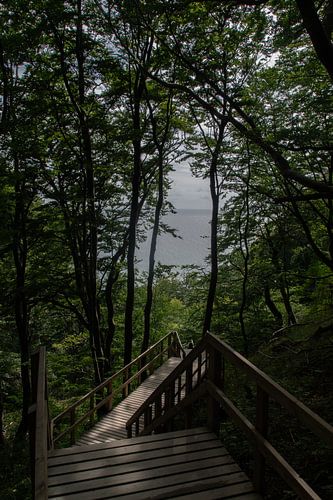 Bostrap  Møns Klint