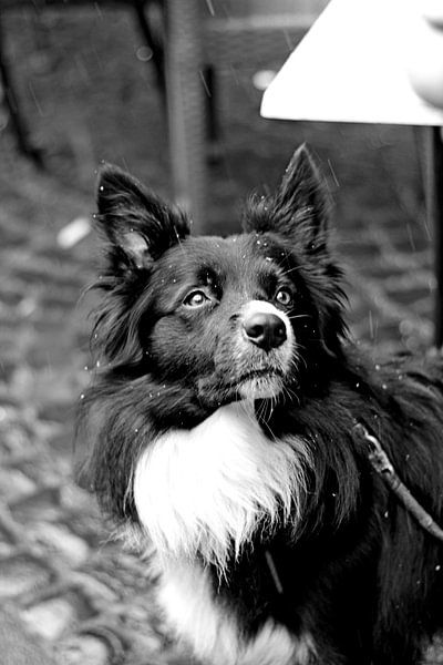 Border Collie von Lost In Time