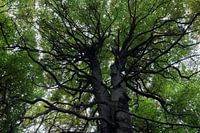 UNESCO World Heritage Jasmund Beech Forest