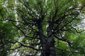 UNESCO World Heritage Jasmund Beech Forest by arte factum berlin