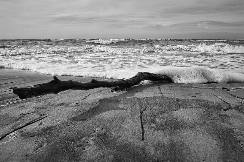 Tree root on the beach of the Baltic Sea coast in front of the sea in black and white. by Martin Köbsch