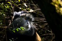 Mgahingas verborgene Schätze - Die seltenen Goldmeerkatzen