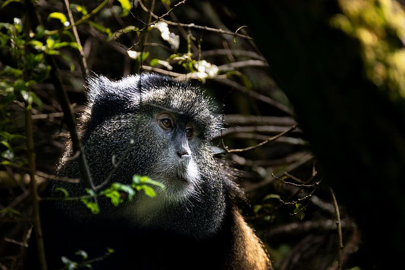 Mgahinga's hidden gems - The rare golden monkeys by Rick Massar