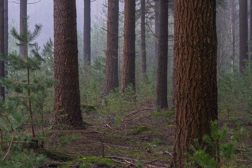Trees in the fog by zeilstrafotografie.nl