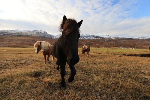 IJslandse paarden in een weide