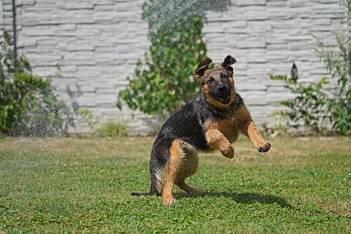 Schapenhond (puppy) speelt onder de tuindouche