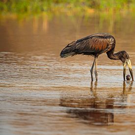Glanzklaffschnabel mit Beute von Chris Stenger