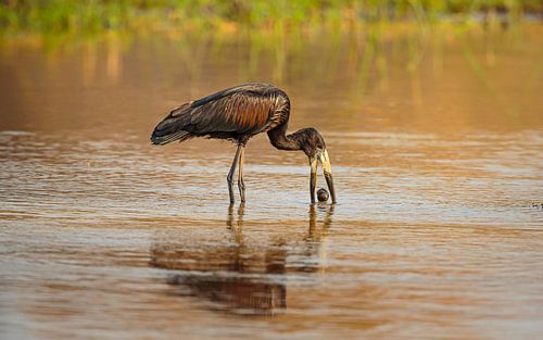 Afrikaanse Gaper met prooi van Chris Stenger