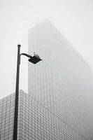 Le pigeon des villes