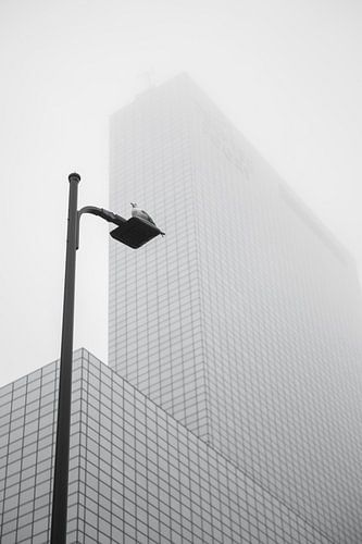 The city pigeon