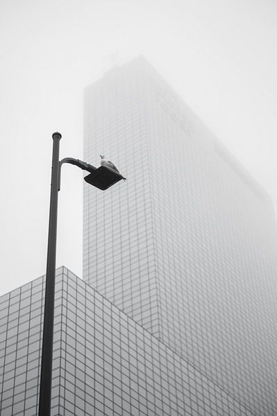 Le pigeon des villes par Jesper Stegers