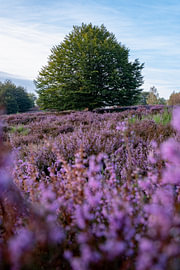Violette Heide auf dem Posbank, Veluwe von Bart Wilmer