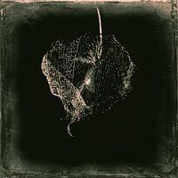 Skelett einer Physalis-Blüte in Sepia