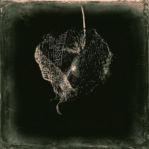 Skelet van Physalis bloem in sepia