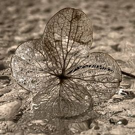 La feuille d'hortensia tombée sur Marjolijn van den Berg