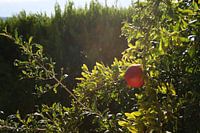 Granaatappel in de zon