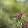 Vintage roze azalea van Wendy van Kuler Fotografie