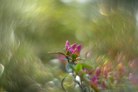 Azalée rose vintage