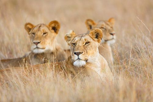 Leeuwen in het gras