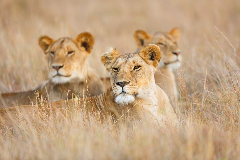 Lions in the grass by Marijn Heuts