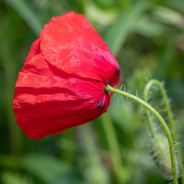 Coquelicot rouge par Albert Mendelewski