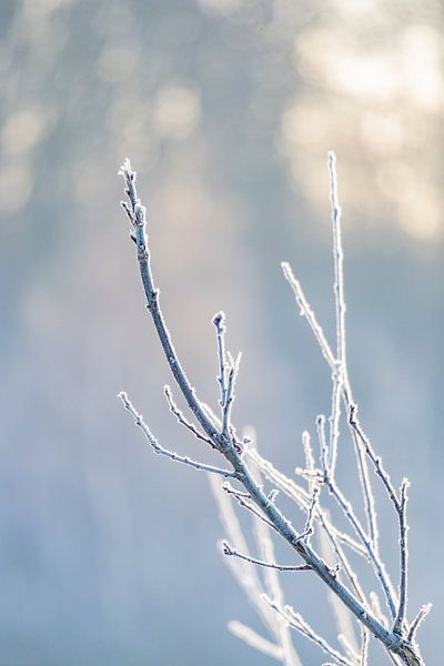 Frozen branch by Ingrid Bergmann  Fotografie