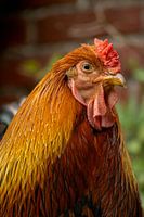 Der stolze Wächter