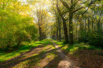 Pfad durch einen Wald im Gaasterland von Sjoerd van der Wal Fotografie