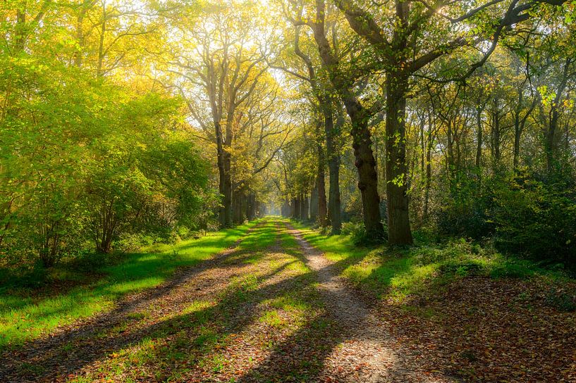 Path through a forest in Gaasterland by Sjoerd van der Wal Photography
