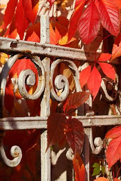Roodgekleurde bladeren van wilde wijn
