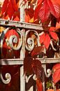 Roodgekleurde bladeren van wilde wijn van Torsten Krüger thumbnail