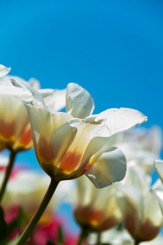 Witte tulpen