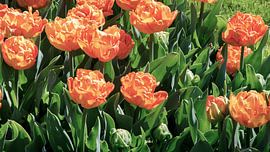 Les tulipes en fleurs au Keukenhof néerlandais.