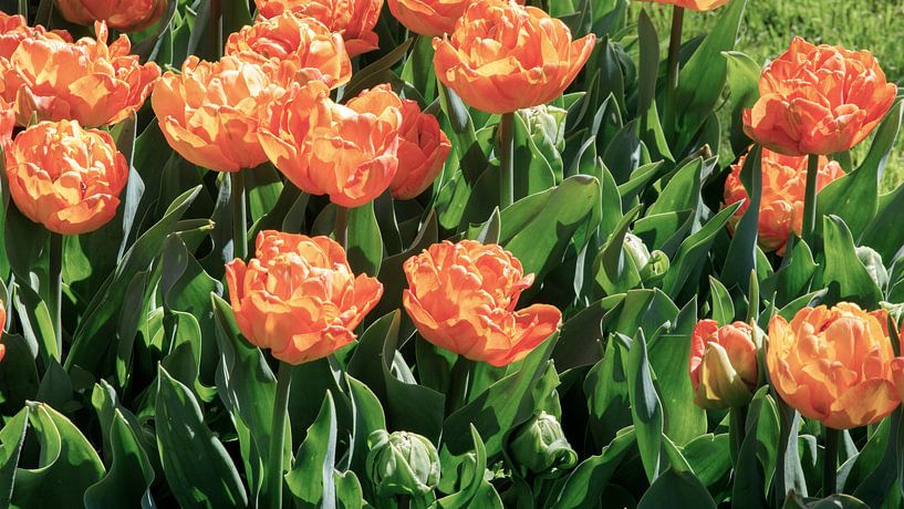 Bloeiende tulpen in de Hollandse Keukenhof. van Wim van Gerven