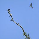 Groupe d'hirondelles rustiques (Hirundo rustica) assises sur une branche dénudée, l'un des oiseaux s par Maren Winter Aperçu