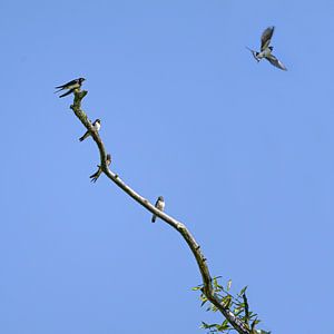 Groep boerenzwaluwen (Hirundo rustica) zittend op een kale tak, een van de vogels vliegt de blauwe l van Maren Winter