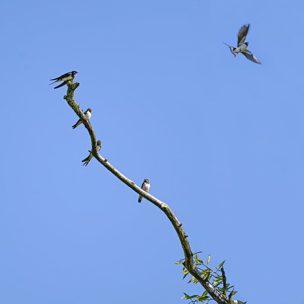 Groupe d'hirondelles rustiques (Hirundo rustica) assises sur une branche dénudée, l'un des oiseaux s par Maren Winter