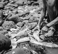 Image en noir et blanc d'un pêcheur africain nettoyant le poisson juste après l'avoir attrapé à Sal Cape Verde