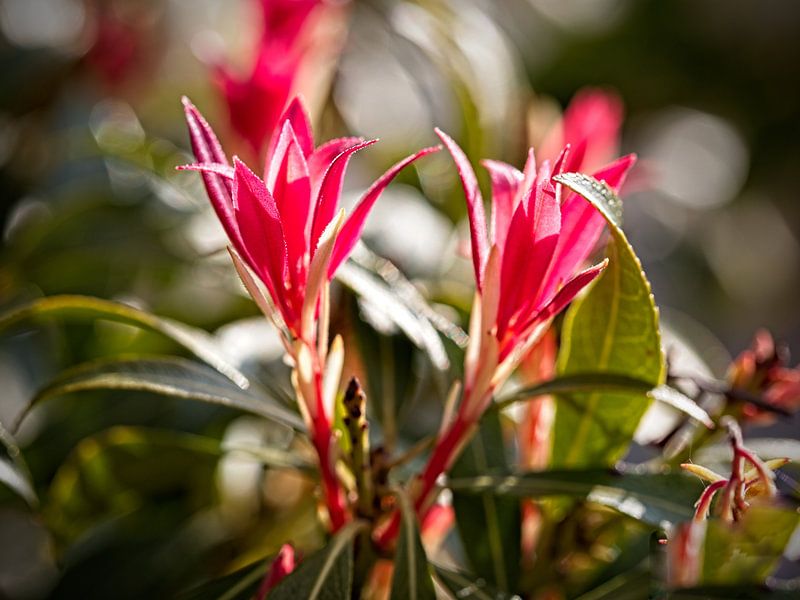 Mahogany bush by Rob Boon