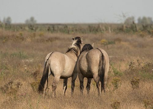 ik ga er van door van anja voorn