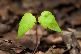 Engelflügel von Maarten Krabbendam