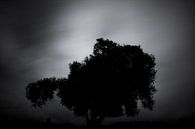 Silhouet van een boom van Martijn van den Enk thumbnail