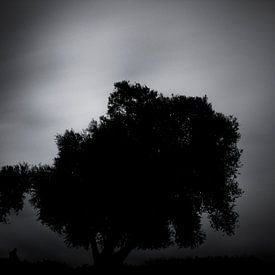 Silhouette eines Baumes von Martijn van den Enk